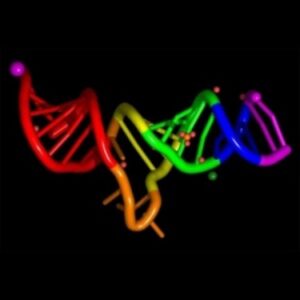 The RNAi pathway 