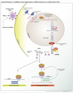 RNAi Services